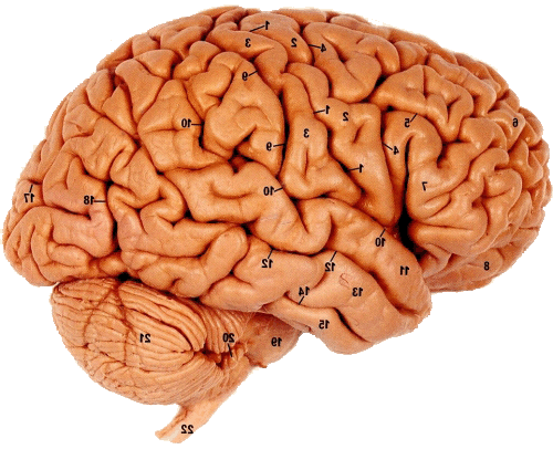 brain