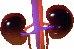 kidneys